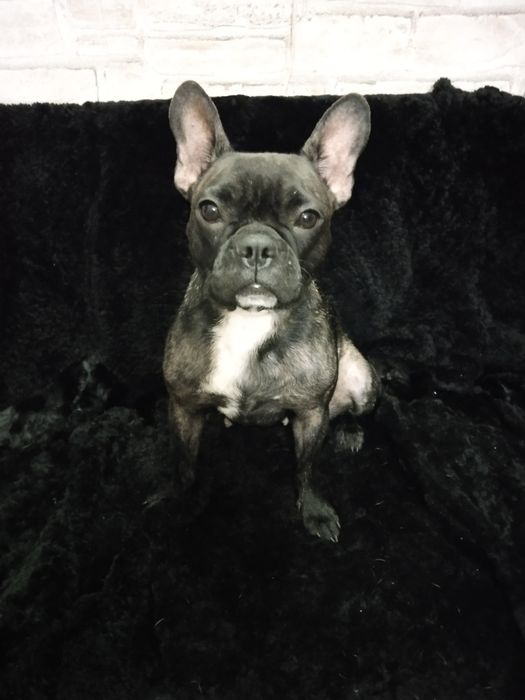 Продам французского бульдога