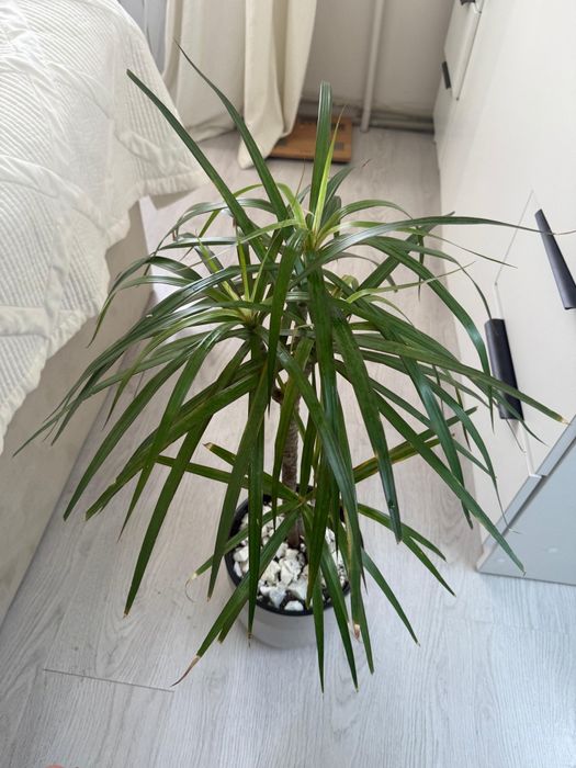 Продам комнатную  драцену