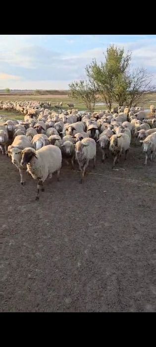 Vand oi țigăi pe alese