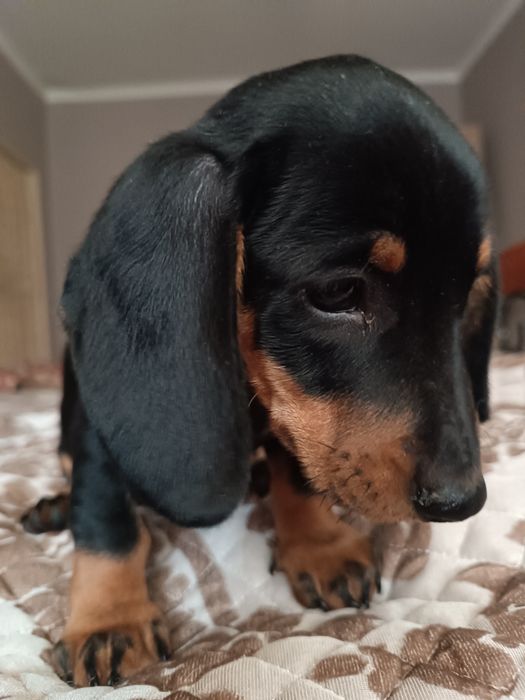 Щенок стандартной таксы,продам