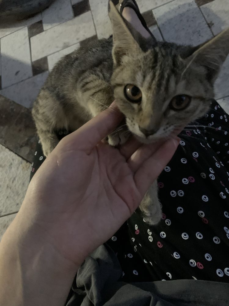 Ищу дом для кошечки
