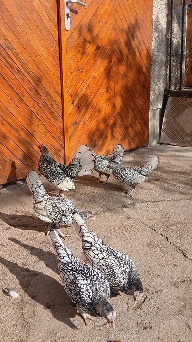 Сребърен зибрайт кокошки и петленца