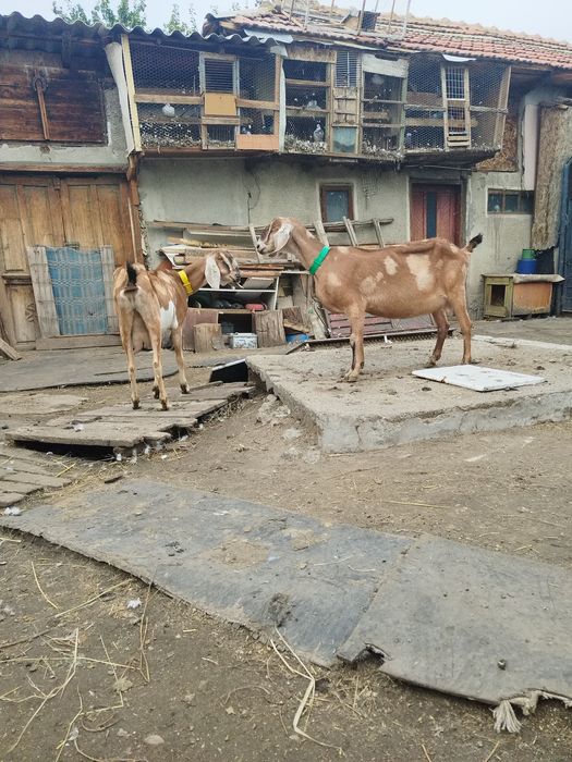 2 capre anglo nubian