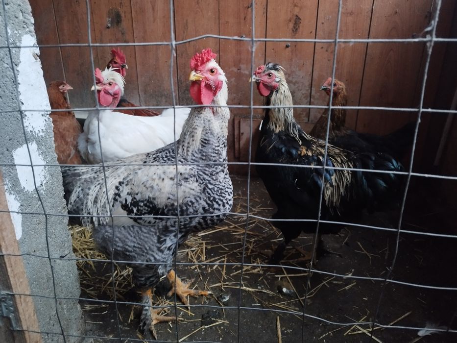 Vând cocosi  de țara, romanesti