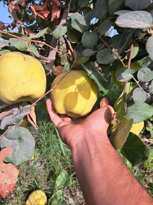 Behi nihollari sotiladi . продаются ростки айвы