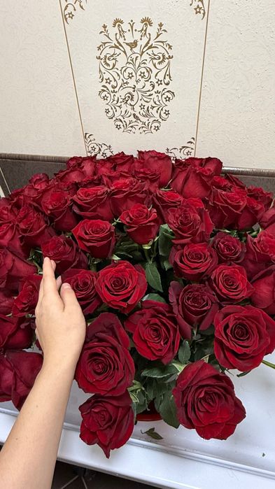 101 метровая Голландская Роза свежая