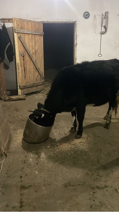 2 жасар сатылады