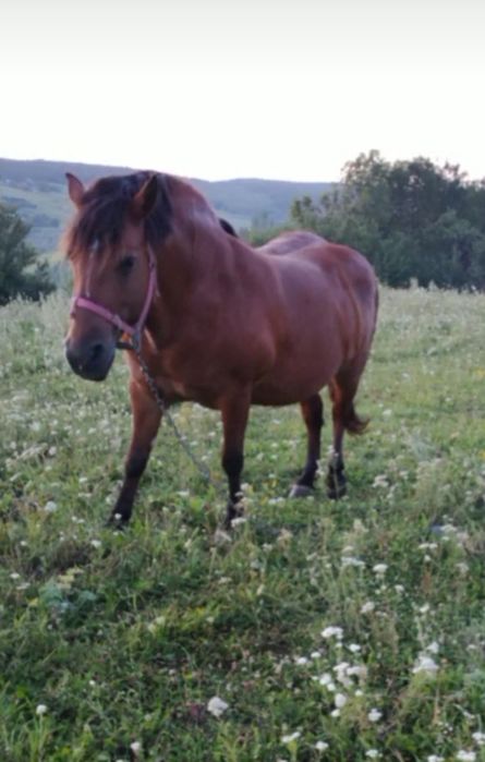 Vând iapa de 7 ani