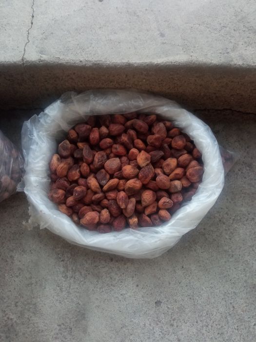 Урик коки сотилади 20 минг дан ками бор