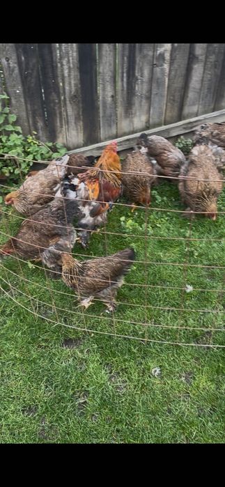 Găini brahma potârnichiu