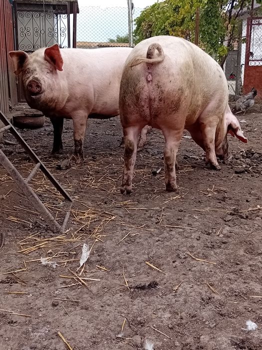Vând ce se vede în poze