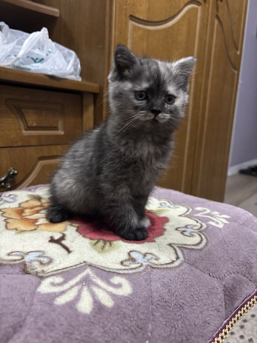 Котенок-химера девочка