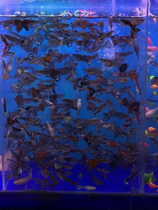 Гуппи мальчики и девочки