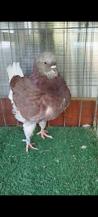 Porumbei king de vânzare