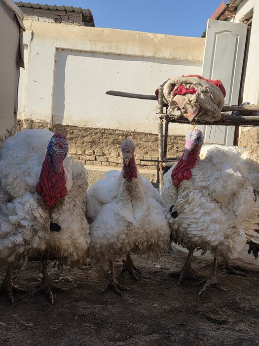 Big indikla 27 30kg yaqin