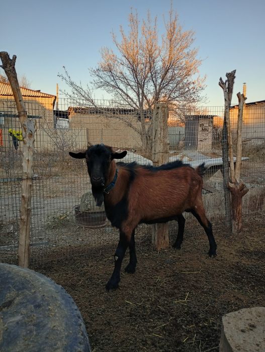 Казел теке тукымдык алуга