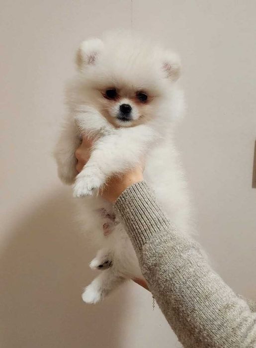 Pomeranian FCI Pedigree, tip A, Beartype, parinti campioni Romania