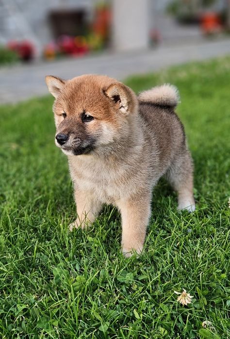 Fetița Shiba Inu pedigree