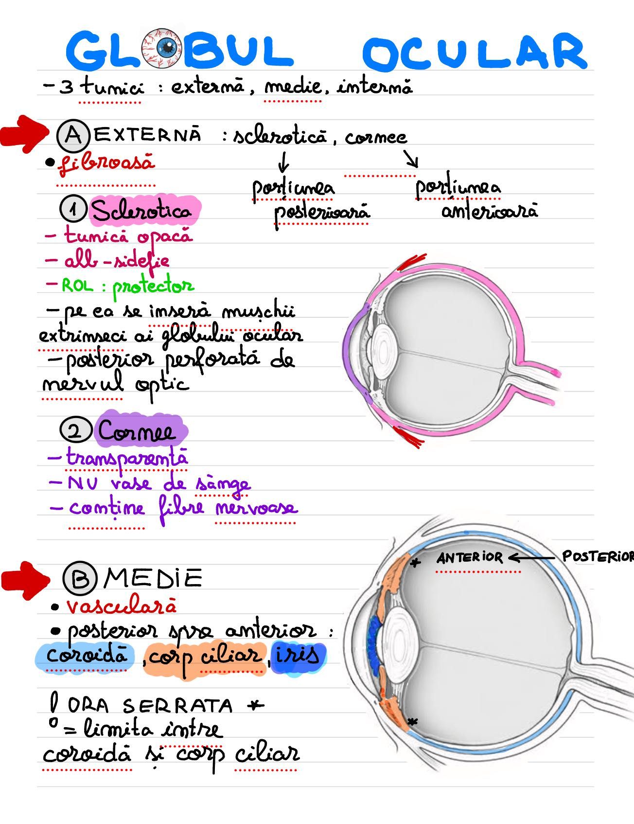 Meditatii biologie Admitere si Bac