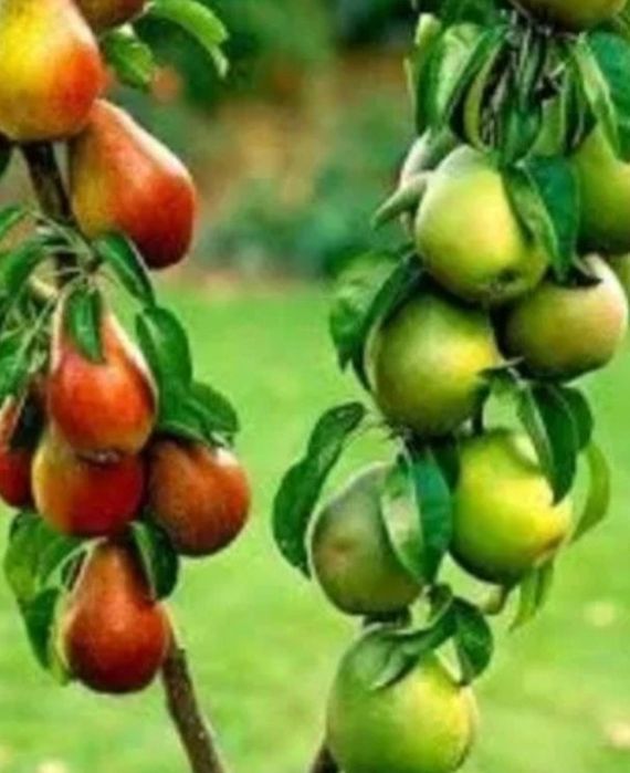 Pomi Fructiferi Duo (Păr )