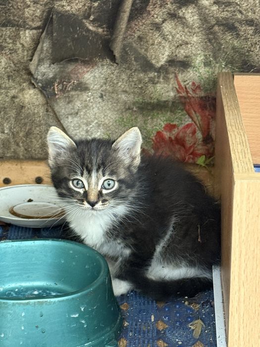 Отдам котенка бесплатно