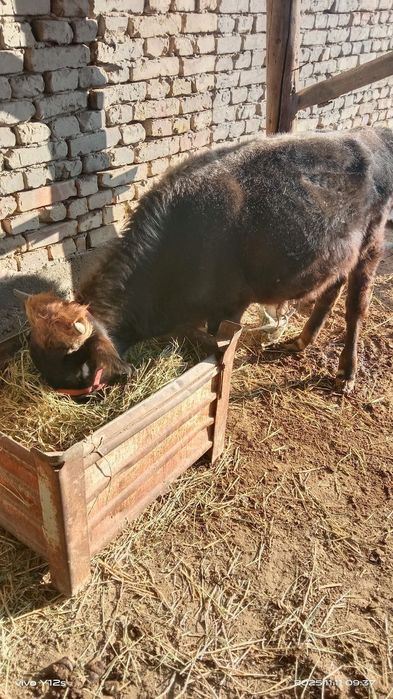 СРОЧНО катта мол ва куй сотилади