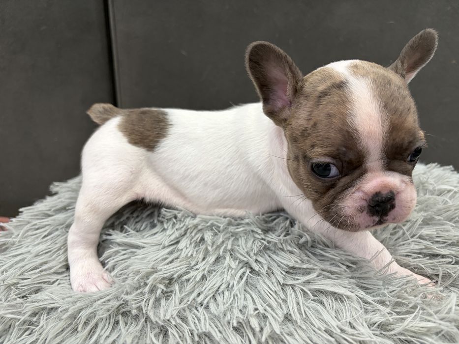 Френски булдог/малки кученца