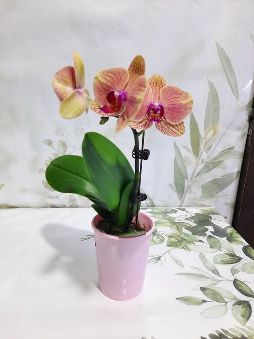 Антуриумы разных сортов