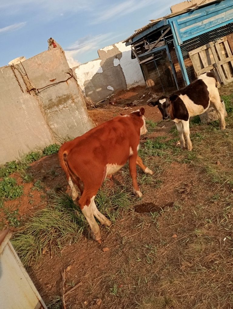 Продам 2коровы и 3телят