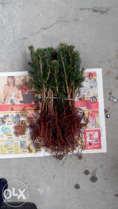 Puieti brad argintiu-soiuri din Danemarca-la super pret!