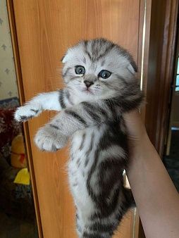 Вислоухие Шотландские котята