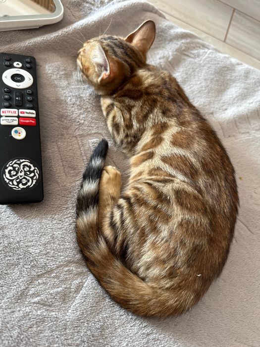 Бенгальские котята, бенгал мушук, кошки, коты, животные