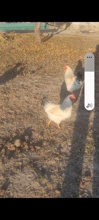 Адлер қораз сатылады балапан қораздар 4-шт