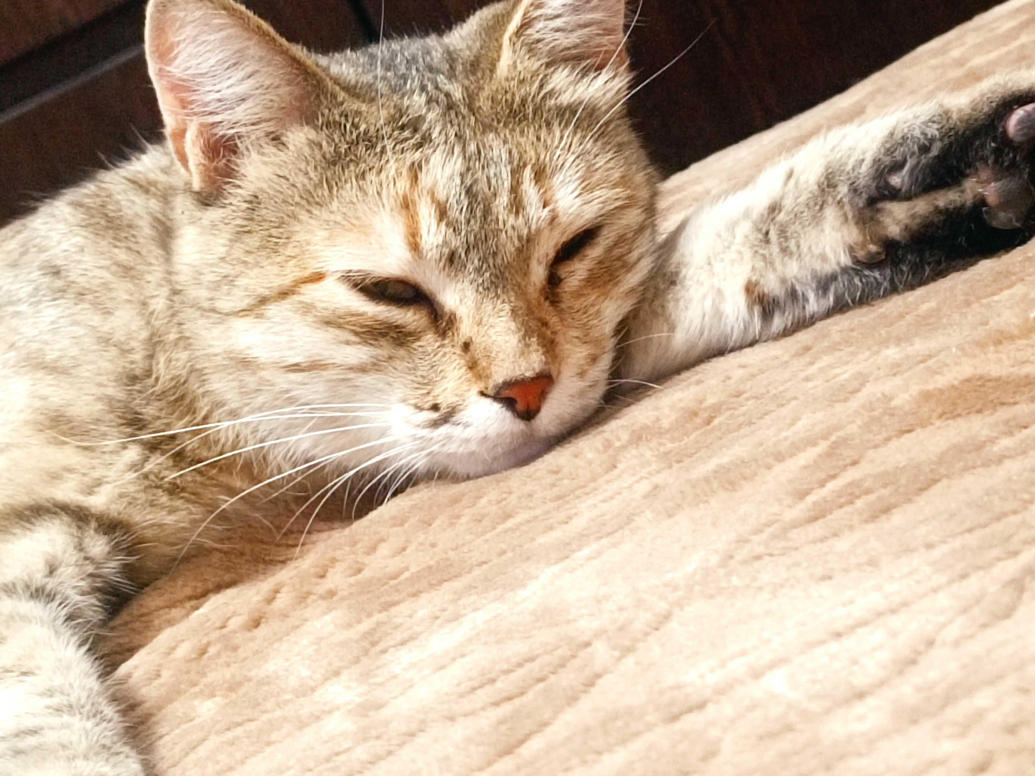 Кошка спокойная, стерилизованная