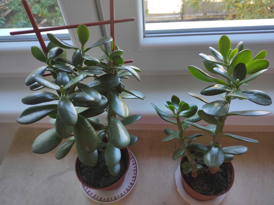 Красула, дървото на живота, различни по възраст красиви растения