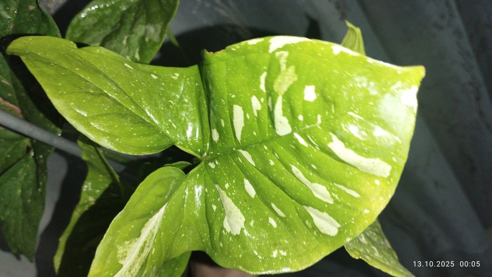 Продается Шикарный Сингониум сорт Пинк Сплеш