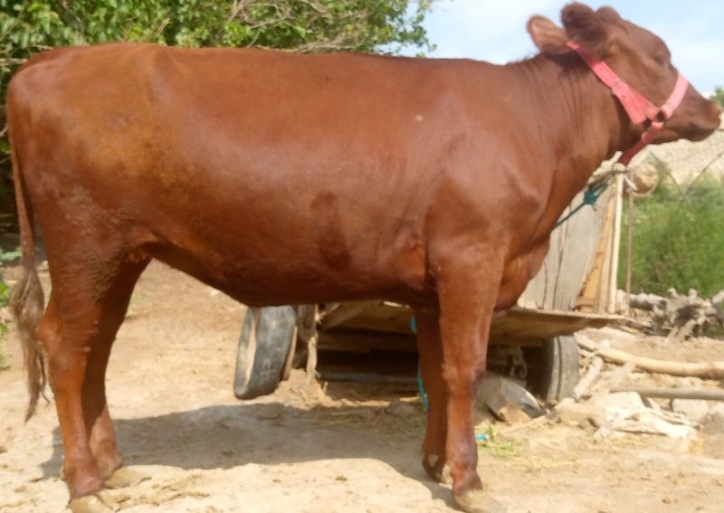 Angus paroda kal semiz gʻunojin sotiladi mol qilishgayam boʻladi