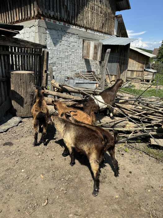 Vand capre si iezi diferite culori si varste