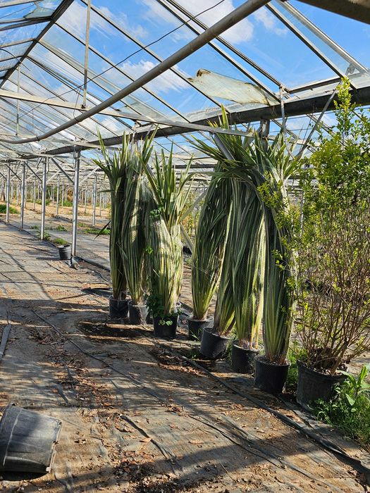 Laur englezesc lelandy tuia smarald spirale pon pon magnolia mesteacă