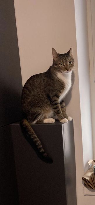 Ofer spre adopție pisica
