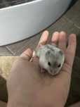 Puiuți de hamsteri cu livrare personala