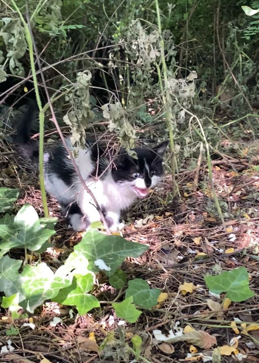 Мъжко коте търси дом