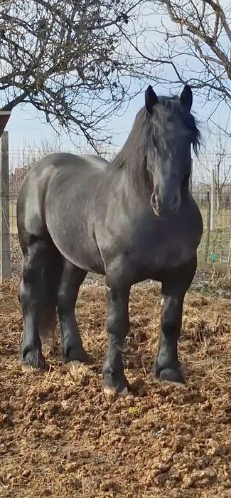 Armasar de vanzare sau pentru montă