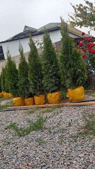 Продам тую смаракта цына 27 тыс