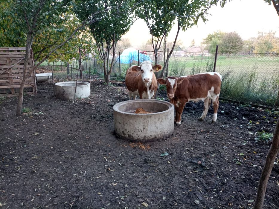 Vând o juninca și o vaca cu vitea