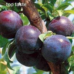 Pruni altoi cu fructe mari, Top Taste Top Hit Centenar Renglot