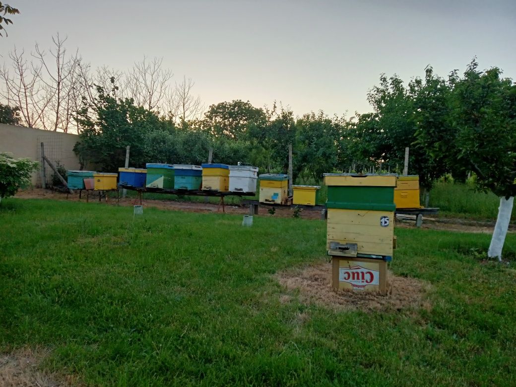 Vând 10 fam albine sănătoase și harnice