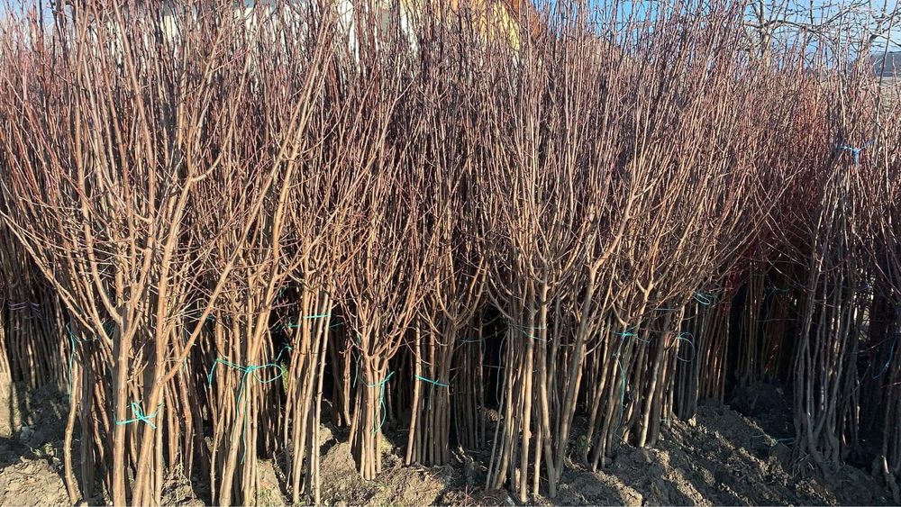 Pomi fructiferi clasici ei vita de vie