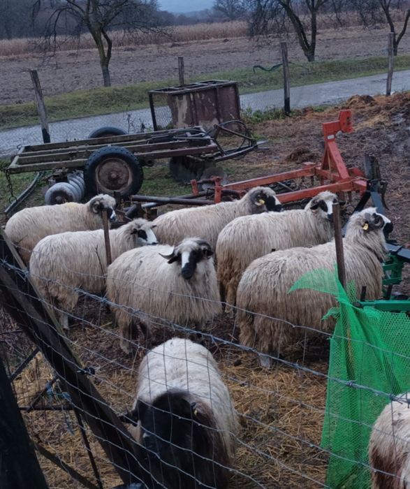 De vânzare oi breze