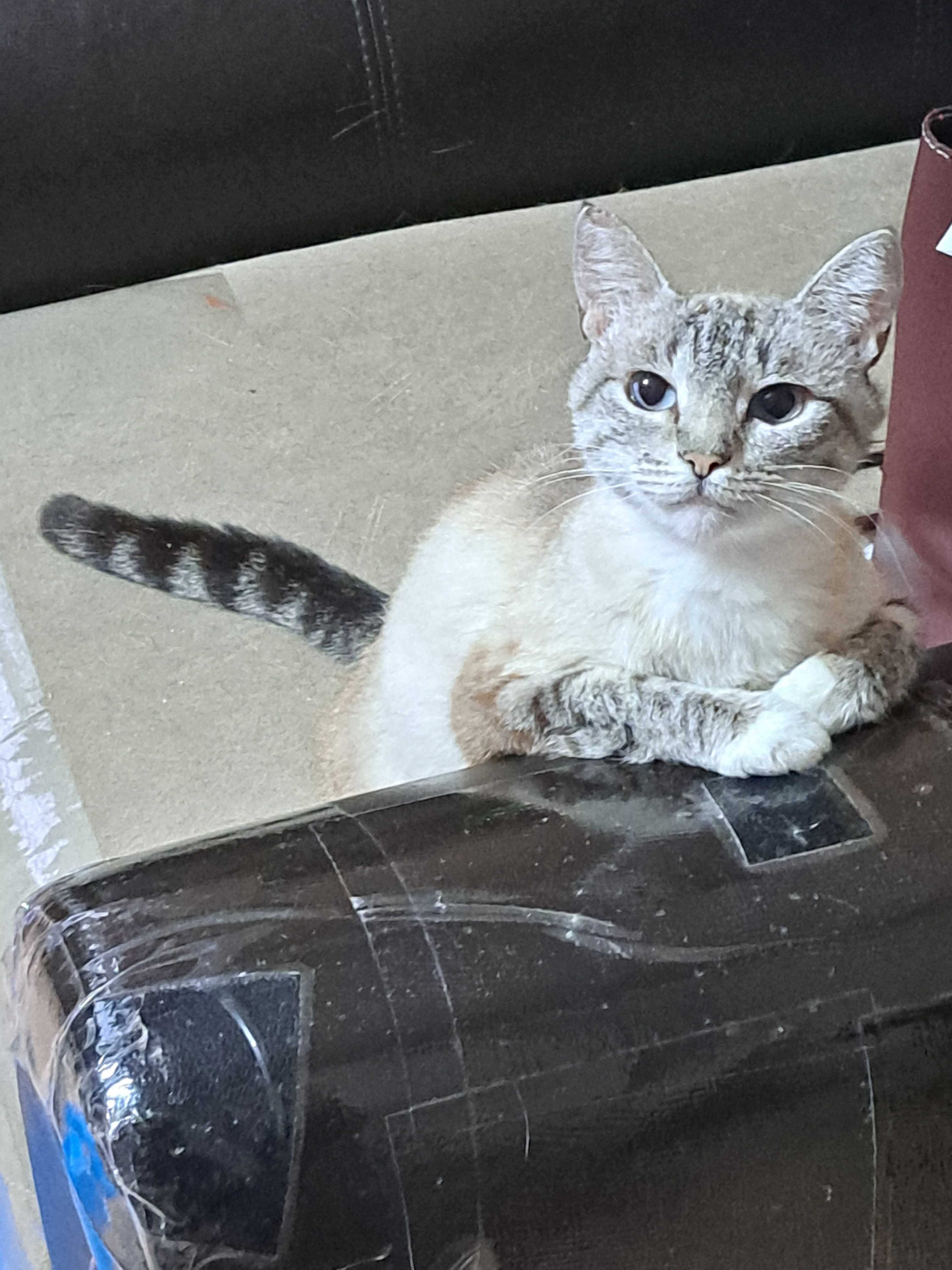 предлогается кошечка